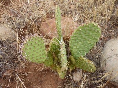 Opuntia aurea, photographed by Julien Tchilinguirian