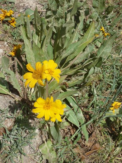 Wyethia arizonica, photographed by Julien Tchilinguirian