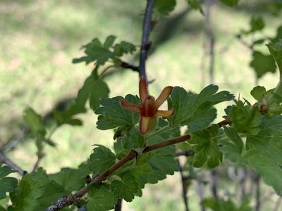 Ribes pinetorum, photographed by CK2AZ