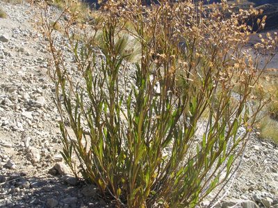 Senecio dunedinensis, photographed by John Barkla