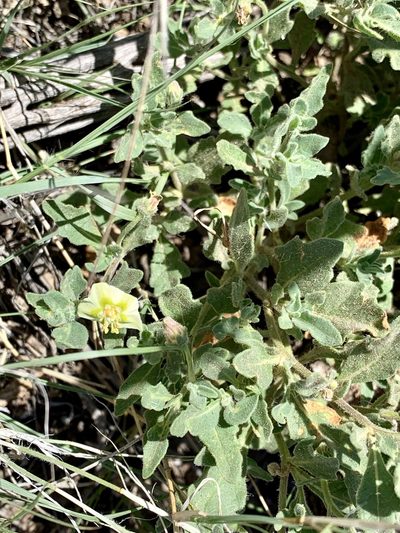 Chamaesaracha pallida, photographed by CK2AZ