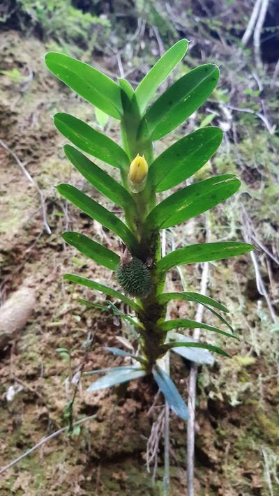 Dichaea morrisii, photographed by DANIEL ALEJANDRO CHICA BOTERO