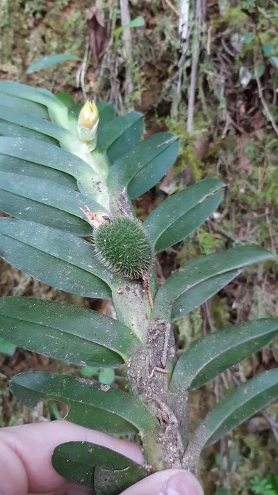 Dichaea morrisii, photographed by DANIEL ALEJANDRO CHICA BOTERO