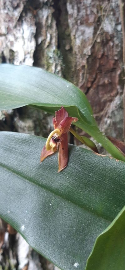 Maxillaria schlimii, photographed by DANIEL ALEJANDRO CHICA BOTERO