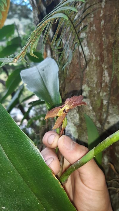 Maxillaria schlimii, photographed by DANIEL ALEJANDRO CHICA BOTERO
