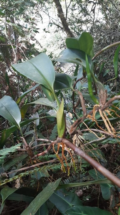 Maxillaria schlimii, photographed by DANIEL ALEJANDRO CHICA BOTERO