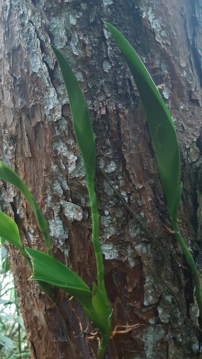 Maxillaria schlimii, photographed by DANIEL ALEJANDRO CHICA BOTERO