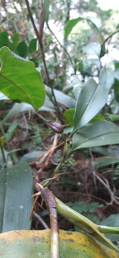 Maxillaria schlimii, photographed by DANIEL ALEJANDRO CHICA BOTERO
