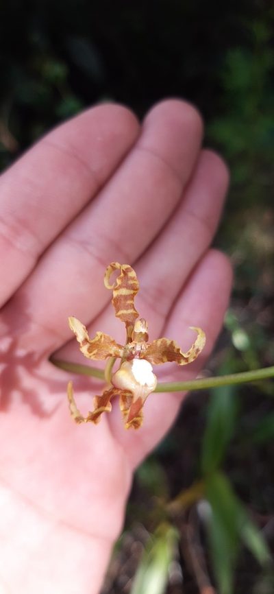 Cyrtochilum divaricatum, photographed by DANIEL ALEJANDRO CHICA BOTERO