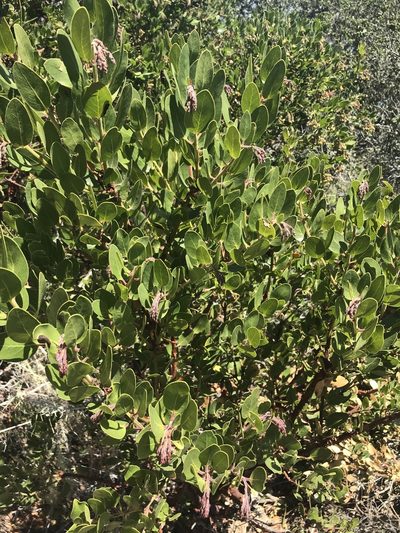 Arctostaphylos insularis, photographed by Ryan Donnelly