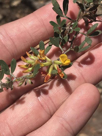 Acmispon dendroideus, photographed by Ryan Donnelly