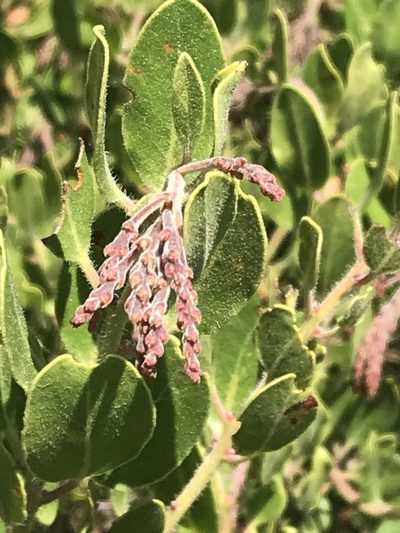 Arctostaphylos insularis, photographed by Ryan Donnelly