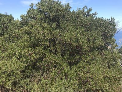 Arctostaphylos insularis, photographed by Ryan Donnelly