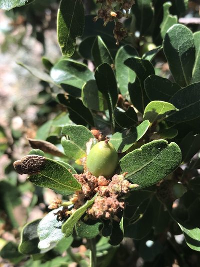 Quercus pacifica, photographed by Ryan Donnelly