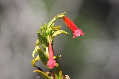Diplacus parviflorus, photographed by Ryan Donnelly