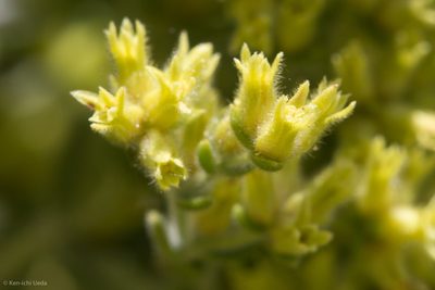 Dedeckera eurekensis, photographed by Ken-ichi Ueda
