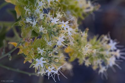 Petalonyx nitidus, photographed by Ken-ichi Ueda