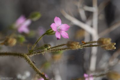 Aliciella latifolia, photographed by Ken-ichi Ueda