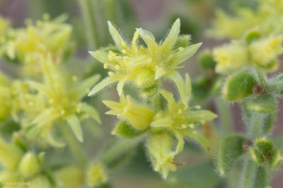 Dedeckera eurekensis, photographed by Ken-ichi Ueda