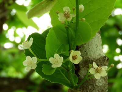 Casearia corymbosa, photographed by Francisco Farriols Sarabia