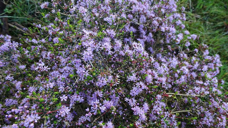 Agathosma orbicularis, photographed by Paul Emms