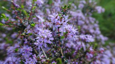 Agathosma orbicularis, photographed by Paul Emms