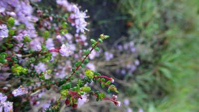 Agathosma orbicularis, photographed by Paul Emms