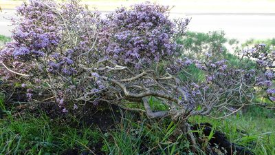 Agathosma orbicularis, photographed by Paul Emms