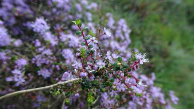 Agathosma orbicularis, photographed by Paul Emms