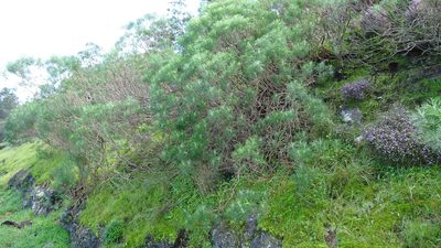 Agathosma orbicularis, photographed by Paul Emms