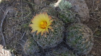 Coryphantha cornifera, photographed by Leonardo O. Alvarado Cárdenas