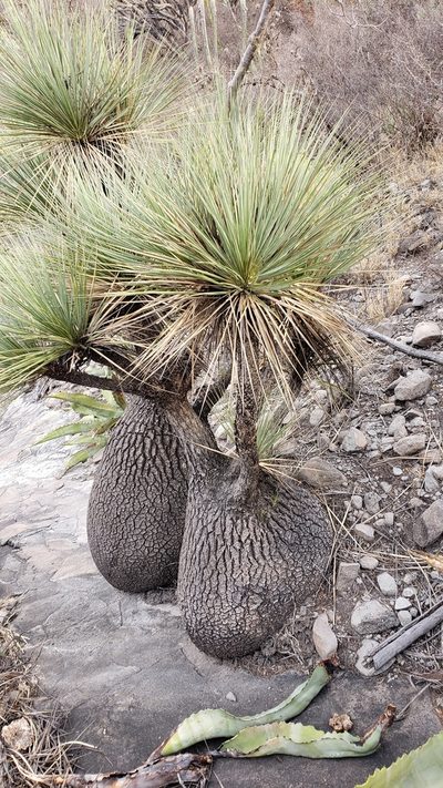 Beaucarnea gracilis, photographed by Leonardo O. Alvarado Cárdenas