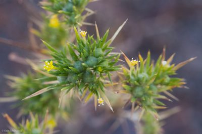 Navarretia breweri, photographed by Ken-ichi Ueda