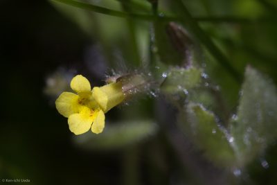 Erythranthe floribunda, photographed by Ken-ichi Ueda