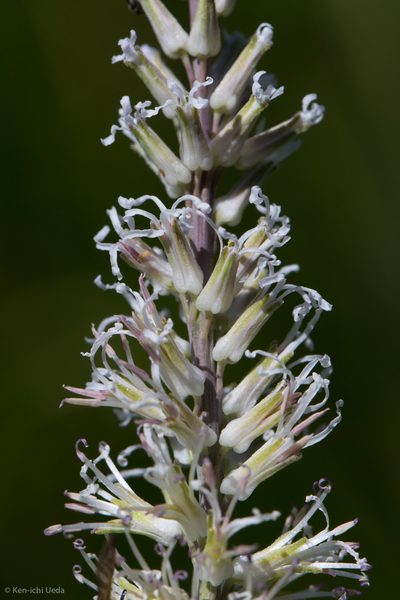 Thelypodium crispum, photographed by Ken-ichi Ueda