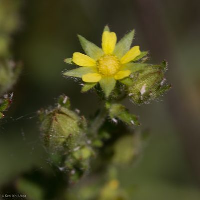 Potentilla biennis, photographed by Ken-ichi Ueda