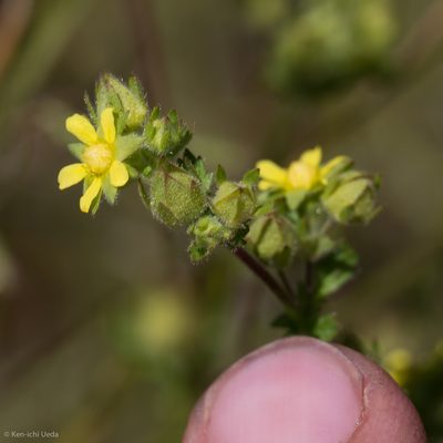 Potentilla biennis, photographed by Ken-ichi Ueda