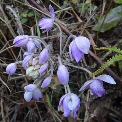 Spathoglottis pacifica, photographed by Dag Endresen