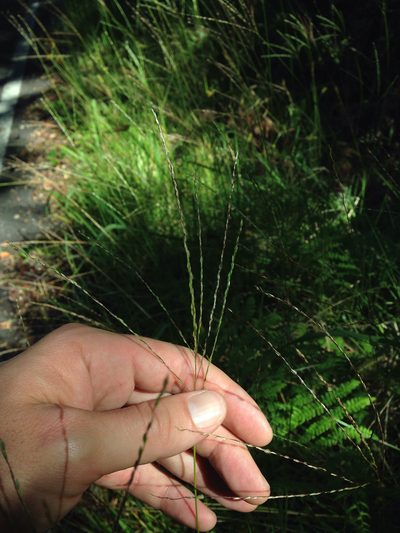 Digitaria eriostachya, photographed by Jake Gross