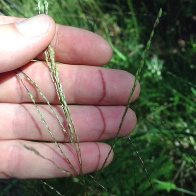 Digitaria eriostachya, photographed by Jake Gross