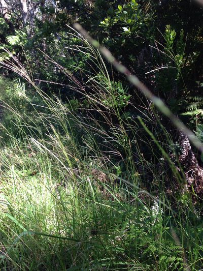 Digitaria eriostachya, photographed by Jake Gross