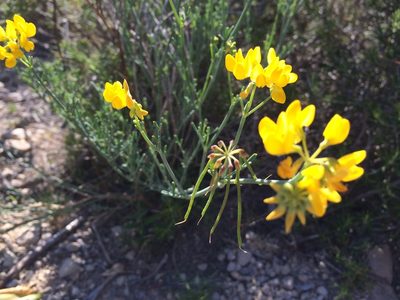 Coronilla juncea, photographed by nick_goldwater