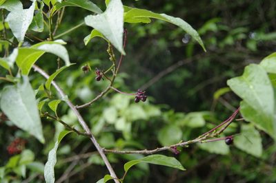 Trichostigma octandrum, photographed by Eric Knight