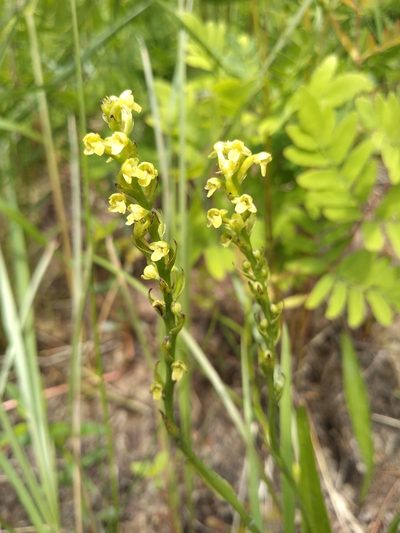 Platanthera flava, photographed by agbelliveau