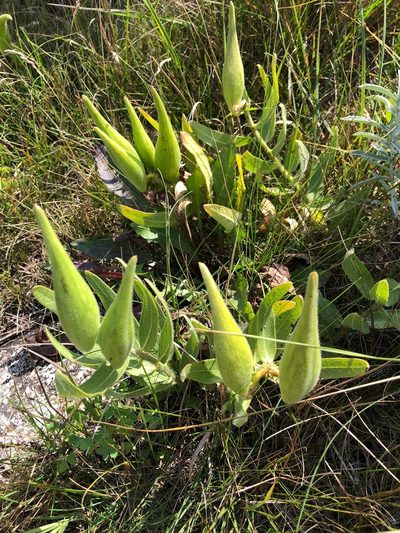Asclepias lanuginosa, photographed by Owen McElroy