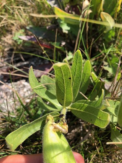 Asclepias lanuginosa, photographed by Owen McElroy