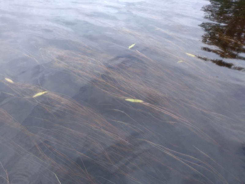 Potamogeton oakesianus, photographed by agbelliveau