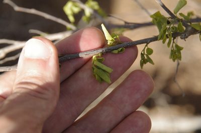 Phyllanthus botryanthus, photographed by Eric Knight