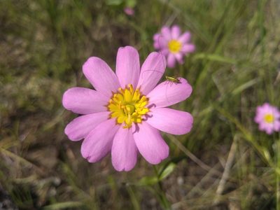 Sabatia kennedyana, photographed by agbelliveau