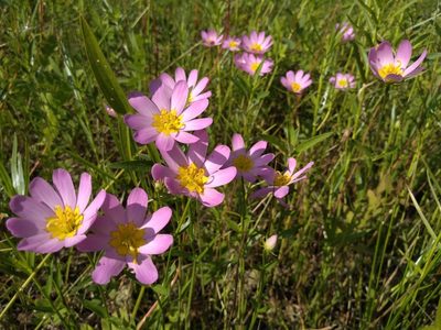 Sabatia kennedyana, photographed by agbelliveau